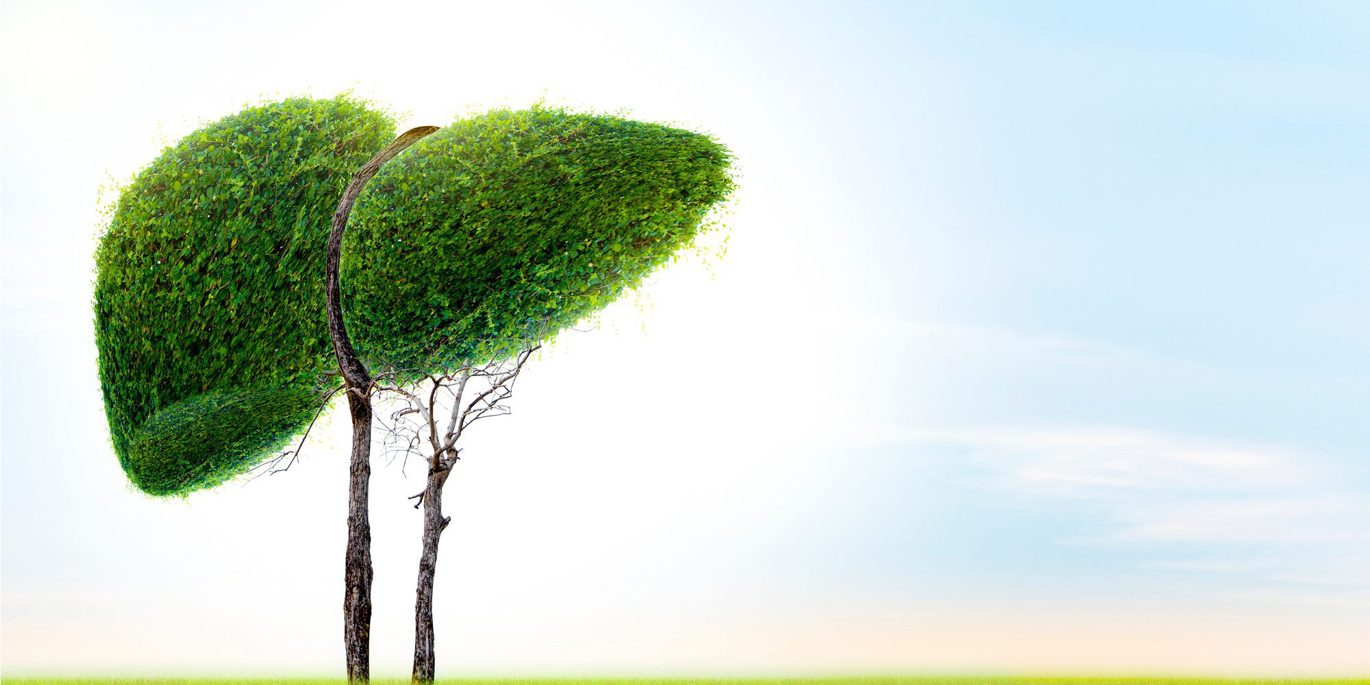 Can the Liver Heal Itself? Alcohol & Liver Damage FAQ in 2021